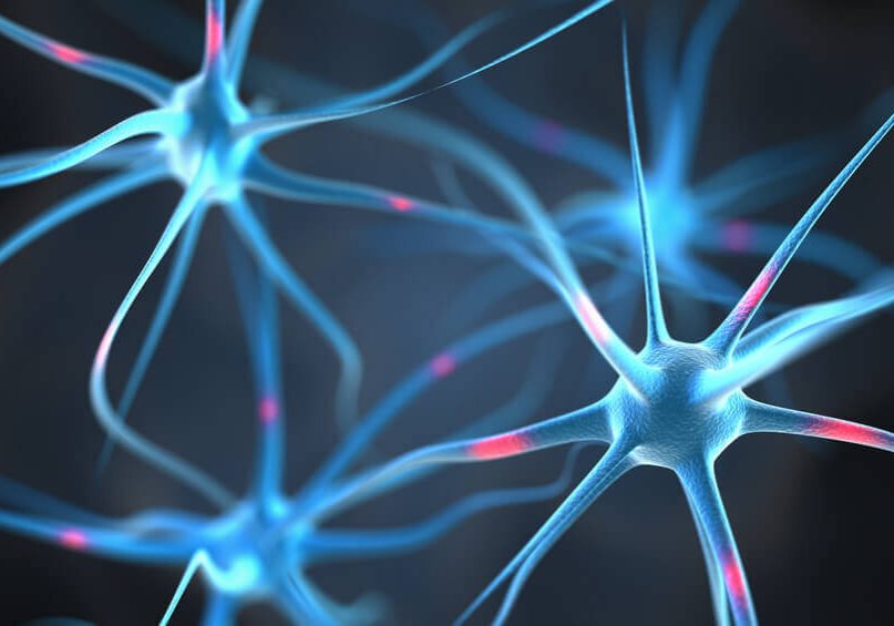 Neurons in the brain
