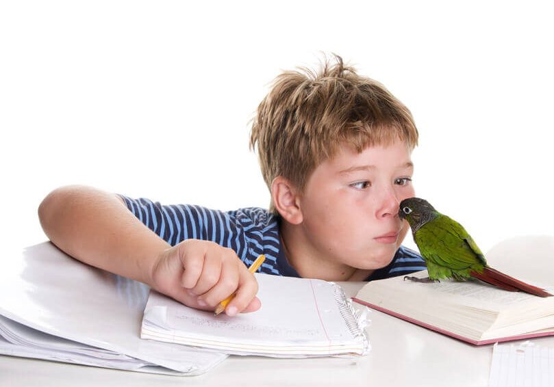 A nine year old boy is playing with his pet conure who is sitting on a book.  He is making funny faces at the bird.  The text on the book is blurred out.For more photos featuring this bird click here